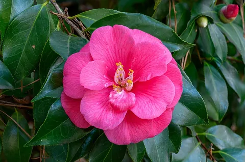 japonica: a species of camellia, Camellia japonica