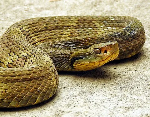 jararaca: a venomous snake of species Bothrops jararaca, found in South America