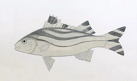 jarbua terapon: an edible omnivorous fish of species Terapon jarbua, fawn in color on top, cream-colored below,...