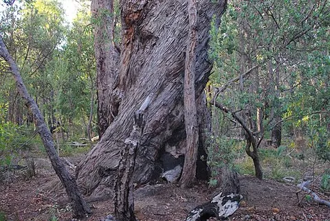 jarrah: a eucalypt tree of species Eucalyptus marginata, occurring in the southwest of Western Australia