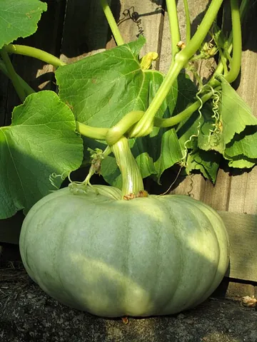jarrahdale pumpkin: an Australian heirloom variety of winter pumpkin with a blue-grey skin and sweet orange flesh