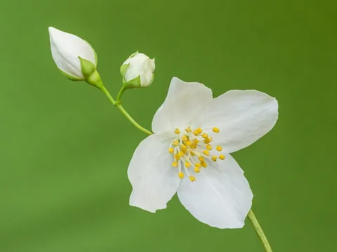 jasmine: any of several plants, of the genus Jasminum, mostly native to Asia, having fragrant white or...