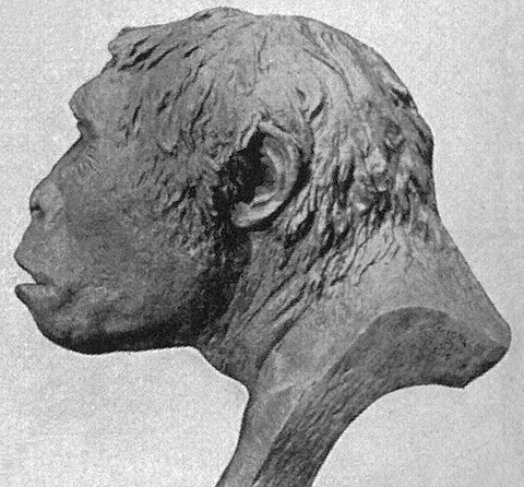 java man: a purported species of primate, a supposed ancient ancestor of human beings, named Pithecanthropus...