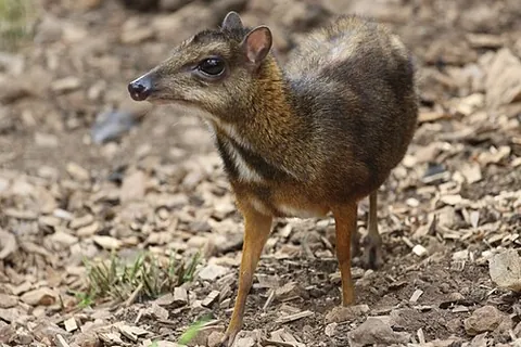 java mouse-deer: one of the species Tragulus javanicus of the smallest of the even-toed ungulates