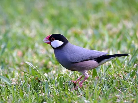 java sparrow: any member of the species Padda oryzivora of finches, native of Java, but very commonly kept as a...