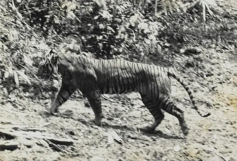 javan tiger: an extinct tiger that inhabited the Indonesian island of Java until the 1980s