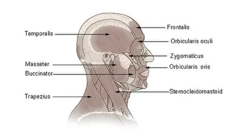 jaw muscle: synonym of masseter