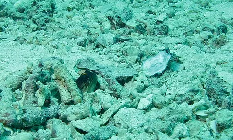 jawfish: any of many marine fish, of the family Opistognathidae, that have large mouths