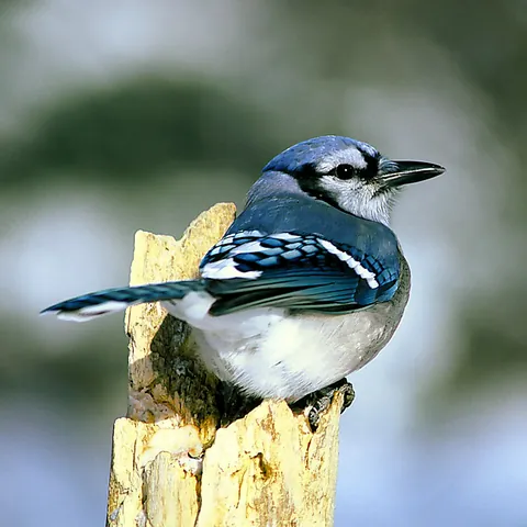 jay: any of the numerous species of birds belonging to several genera within the family Corvidae,...
