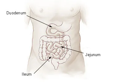 jejunum: the central of the three divisions of the small intestine which lies between the duodenum and the...