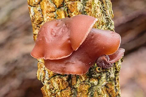jelly ear: synonym of wood ear