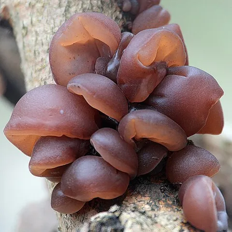 jelly fungus: any of various fungi with an irregularly branched fruiting body apparently of jelly-like consistency