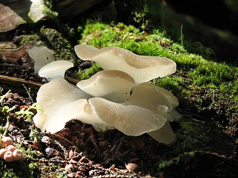 jelly tooth: synonym of toothed jelly fungus