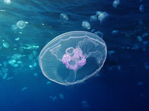 jellyfish: an almost transparent aquatic animal; any one of the acalephs, especially one of the larger...