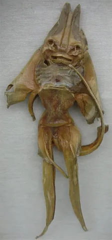jenny haniver: the carcass of a ray or skate, modified and dried to produce a mummified specimen that can be...