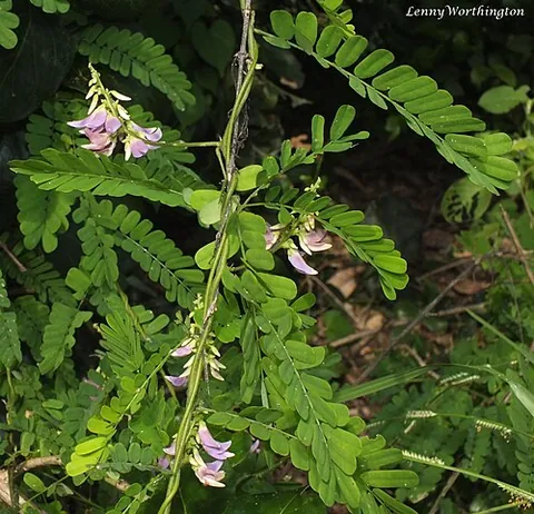 jequirity: abrus precatorius, a legume native to Indonesia with long, pinnate-leafleted leaves, whose toxic...
