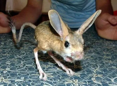 jerboa: any of a number of species comprising the family Dipodidae, native to the deserts of Asia and...