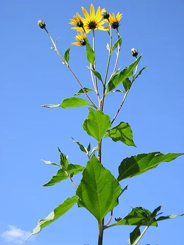 jerusalem artichoke: a variety of sunflower, Helianthus tuberosus, native to North America, having yellow flower heads...