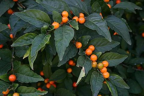 jerusalem cherry: solanum pseudocapsicum, a nightshade species with poisonous fruit