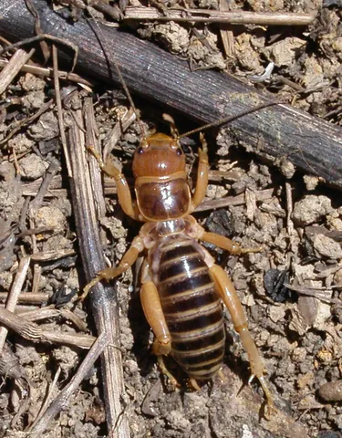 jerusalem cricket: a large, flightless insect of the genus Stenopelmatus, native to the western United States and...