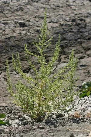 jerusalem oak: the weed Dysphania botrys, native to the Mediterranean region and naturalized in North America