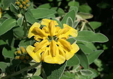 jerusalem sage: phlomis fruticosa, a lamiaceous flowering plant with yellow tubular flowers and aromatic leaves