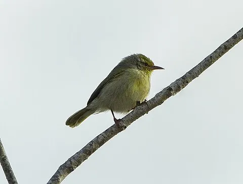 jery: any of several species of bird, endemic to Madagascar, in the genera Neomixis and Hartertula