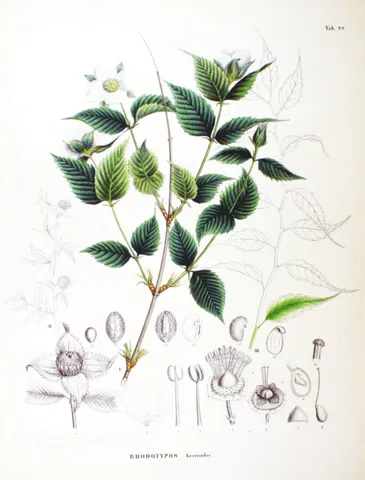 jet bead: rhodotypos scandens, a deciduous shrub in the family Rosaceae, with shiny black drupes