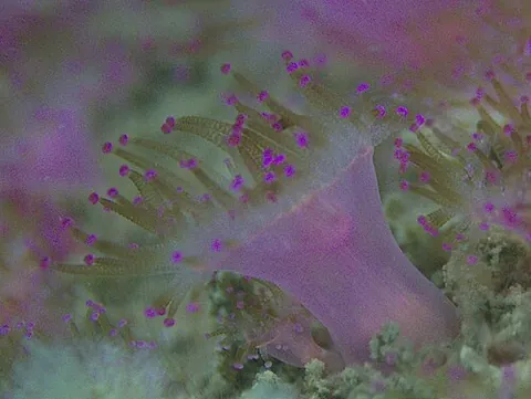 jewel anemone: corynactis viridis, a brightly-coloured anthozoan