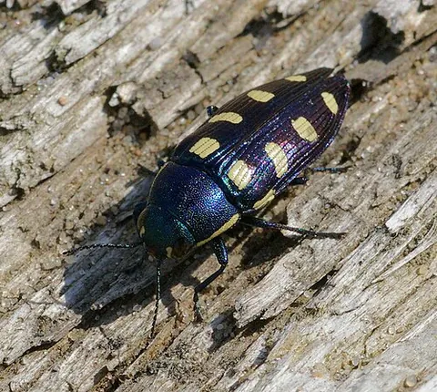 jewel beetle: any of the very many beetles of the family Buprestidae, known for their glossy, iridescent colours