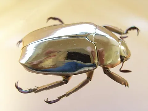 jewel scarab: a scarab of the genus Chrysina: brightly coloured, often metallic iridescent species of ruteline...