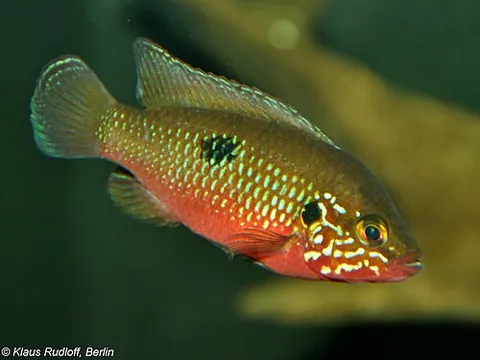 jewelfish: any fish in the genus Hemichromis, native to Africa