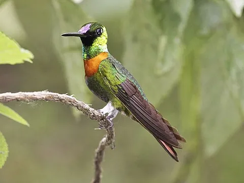 jewelfront: a species of hummingbird, Gould's jewelfront (Heliodoxa aurescens)