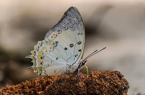 jewelled nawab: any member of the species Charaxes delphis (syn. Polyura delphis) of Indian leafwing butterflies