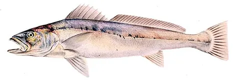 jewie: a fish, Argyrosomus hololepidotus; a type of mulloway