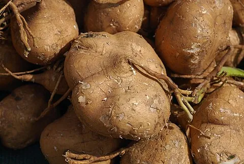 jicama: the edible root of the yam bean (Pachyrhizus erosus) used in salads in Central America and as a...