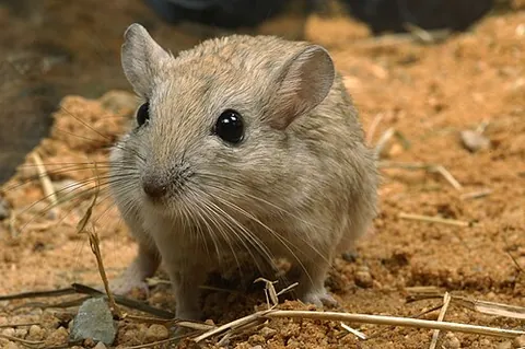 jird: any of various agricultural pest rodents of genus Meriones or rodents of certain species in the...