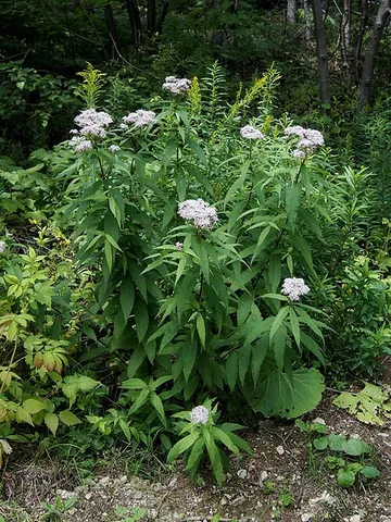 joe-pye weed: any plant of the genus Eutrochium, native to eastern North America