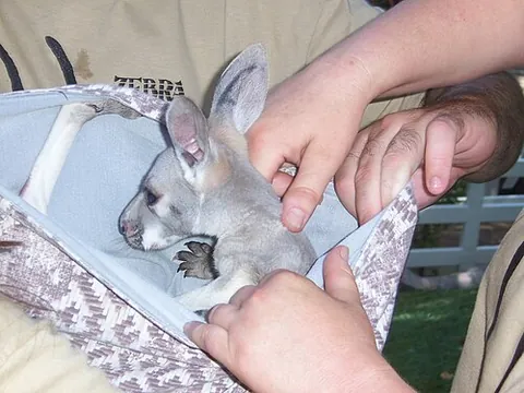 joey: the immature young of a marsupial, notably a junior kangaroo, but also a young wallaby, koala, etc