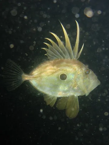 john dory: an edible marine fish (Zeus faber or Zeus ocellata), having long dorsal spines