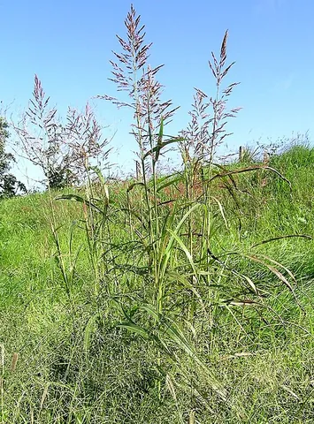 johnson grass: a perennial Mediterranean grass (Sorghum halepense) cultivated for forage, but considered invasive...