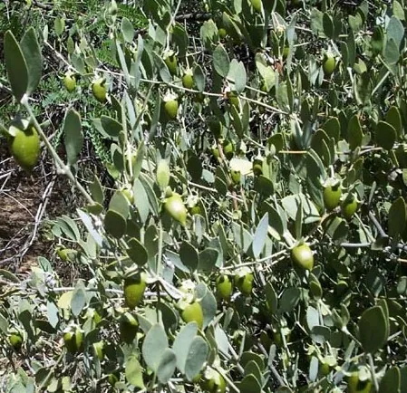 jojoba: any member of the species Simmondsia chinensis of shrubs native to the southwestern United States...