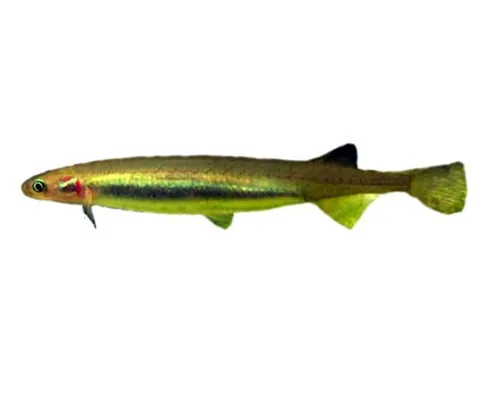 jollytail: galaxias maculatus (common galaxias), a freshwater fish with a marine larval stage, found from...