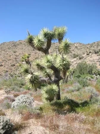 joshua tree: a census-designated place in San Bernardino County, California, United States