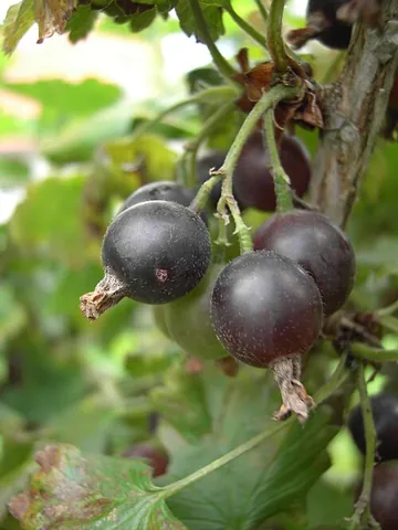 jostaberry: a fruit made by crossing several members of the Ribes genus, including blackcurrant and gooseberry