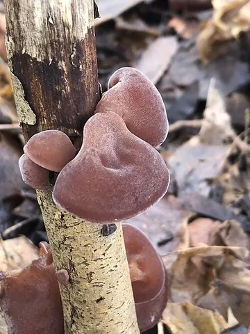 judas-ear: an edible fungus (Auricularia auricula-judae)