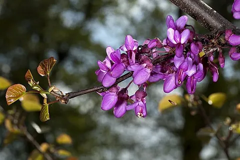 judas tree: a small deciduous tree, Cercis siliquastrum, noted for its prolific display of deep-pink flowers in...