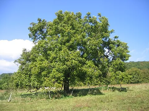 juglans: the walnut and similar trees of the genus Juglans