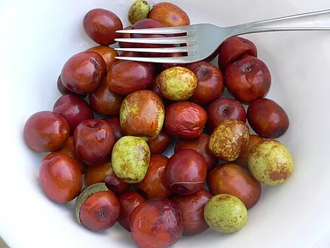 jujube: the sweet and edible drupes (fruits) of several Mediterranean and African species of small trees