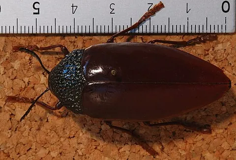 julodine: any beetle of the subfamily Julodinae (some of the jewel beetles)